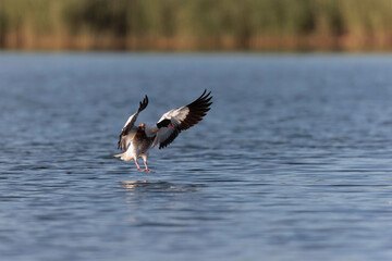 common shelduck Tadorna tadorna in a swamp in Brittany, France