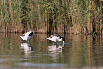 common shelduck Tadorna tadorna in a swamp in Brittany, France