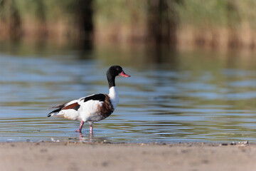 common shelduck Tadorna tadorna in a swamp in Brittany, France