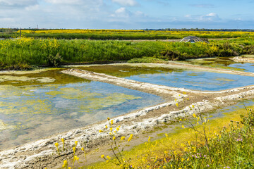 Salt marsh of the natural reserve of Lilleau des Niges on the Ile de Ré island in France