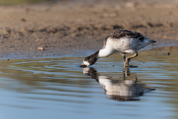 common shelduck Tadorna tadorna in a swamp in Brittany, France