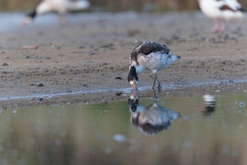 common shelduck Tadorna tadorna in a swamp in Brittany, France