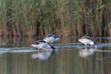 common shelduck Tadorna tadorna in a swamp in Brittany, France