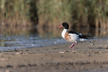 common shelduck Tadorna tadorna in a swamp in Brittany, France