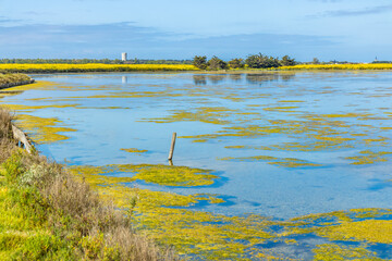 Salted marshes of the reserve of Lilleau des Niges on Re island in France in summer © JeanLuc Ichard