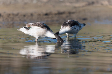common shelduck Tadorna tadorna in a swamp in Brittany, France