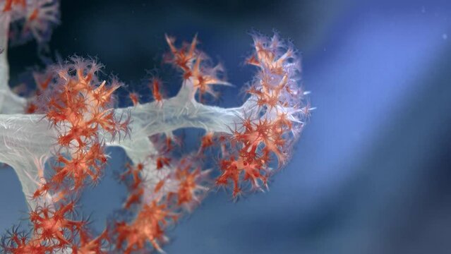 Detail of a soft coral (Dendronephthya) with its polyps, lit with a blue spotlight, WAKATOBI, Indonesia