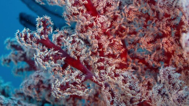 Detail of a soft coral (Dendronephthya) with its polyps, Raja Ampat, Indonesia