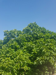 Fig Tree in a Mediterranean Landscape