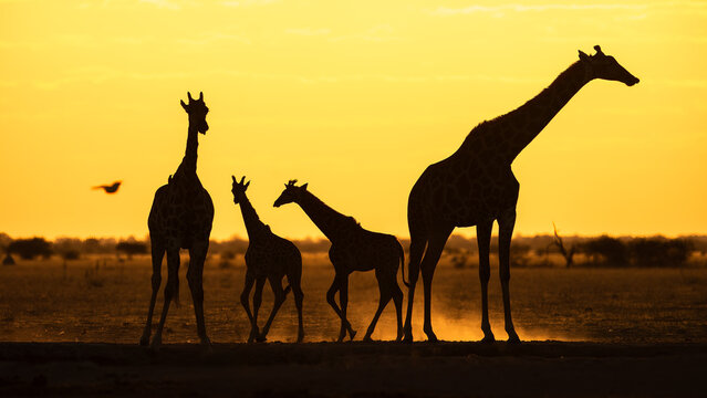 Giraffes in silhouette