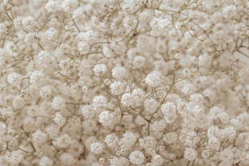 Small beautiful romantic gypsophila bunch flowers and branches elegant macro wallpaper, invitation or postcard