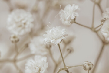 Small beautiful romantic gypsophila flowers and branches elegant macro wallpaper, invitation or postcard with blur natural background