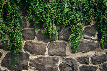 Climbing green plant on the old stone wall, texture of old stone wall covered green plants.