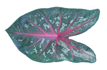 Watercolor tropical leaves of plants. Hand painted Caladium isolated on white background