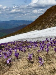 crocuses in the mountains