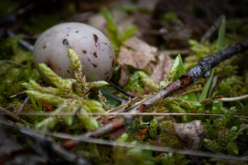 mushrooms in the forest