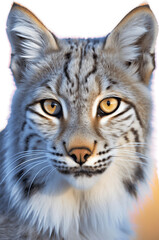 Obraz premium Portrait of a lynx isolated on white background