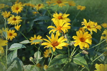 Yellow rudbeckia flowers in a decorative garden