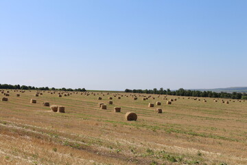 A field of hay bales