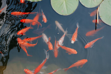 As we observe the diverse wildlife in the pond, we notice a variety of fish swimming in the clear wate