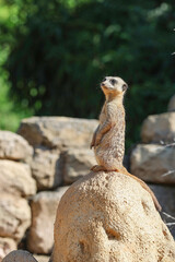 Suricata di guardia