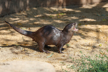 Lontra