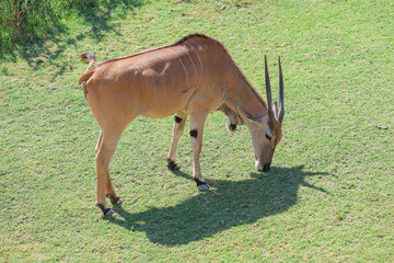 Antilope