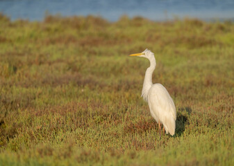 great egret in the ebro river marshes