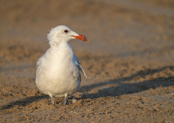 Audouin's Gull on the sand of the ebro delta beach
