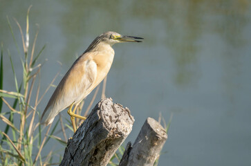 Squacco Heron in the marshes of the ebro delta