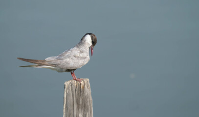 whiskered tern on a branch in the pond