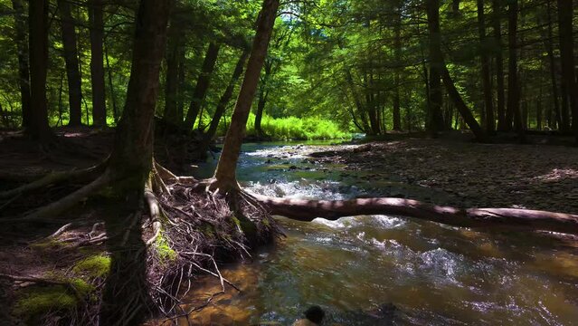 A beautiful summer day at Salt Springs State Park in PA.  Water flows down stream at Fall Brook in this wooded area of the park.  A nice park to visit in the summer where you can walk in the water.