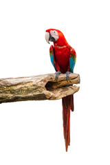 Red parrot Scarlet Macaw parrot sitting on the branch isolated on white background with clipping...