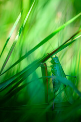 long-horned grasshopper in the green grass