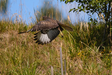 a kite flaps its wings taking off into the air from a wooden pole