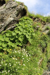 A green plant growing on a cliff