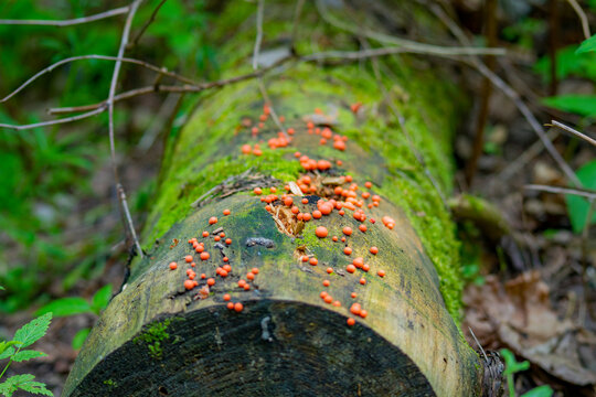 Old sawn tree trunk with a colony of Myxogastria. Acellular slime moulds in the form of orange balls on a tree.