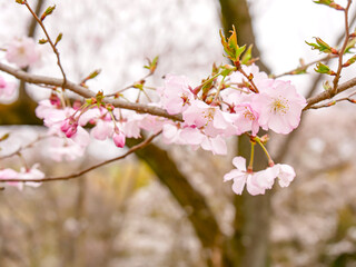 半八重咲きの可憐な桜➃【引き】