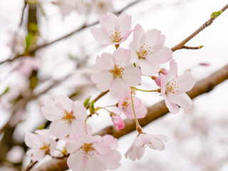 一重咲きの桜の花と枝と②【中央】