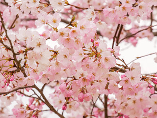 グラデーションの可愛い一重咲きの桜①【寄り】
