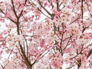 グラデーションの可愛い一重咲きの桜②【寄り】