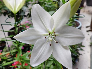 Fototapeta na wymiar white lily in the garden