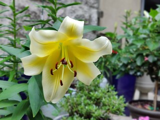 Yellow lily flower in the garden