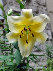 Fototapeta na wymiar yellow lily flower in the garden