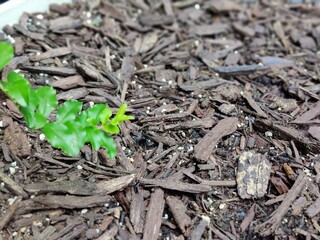 roots in the ground