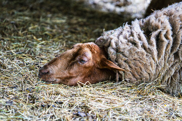 müdes Schaf legt seinen Kopf in Heu