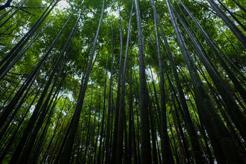 Obraz na płótnie Canvas Bamboo grove green rain forest sighseeing travel at Arashiyama