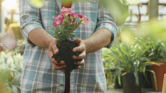 Cropped shot of unrecognizable male gardener in checkered shirt replanting petunia flower while working at greenhouse in summer
