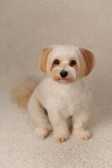 beige maltipu sits on a beige background in the studio