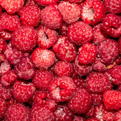 Raspberry berry.Raspberry background.Raspberry red forest.